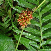 Phrynium pubinerve Blume